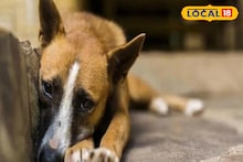 South 24 Parganas News: অপরাধ হয়েছিল পোষা মুরগির দিকে তেড়ে যাওয়া, পাথর ছুঁড়ে হত্যা সদ্য মা হওয়া পথকুকুরকে! আটক যুবক