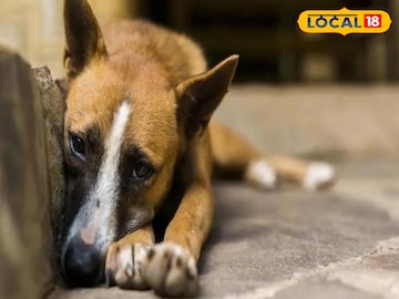 প্রতিকী ছবি প্রতিকী ছবি