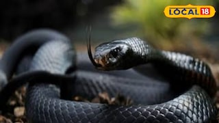 সাপে কাটার রোগী মৃত্যুর সংখ্যা শূন্যে নামাতে বড় উদ্যোগ