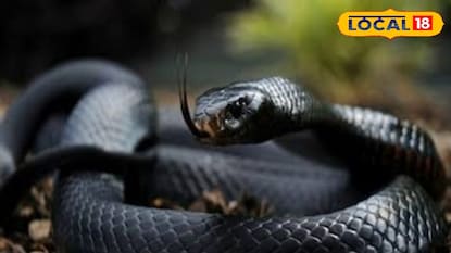 সাপে কাটার রোগী মৃত্যুর সংখ্যা শূন্যে নামাতে বড় উদ্যোগ সাপে কাটার রোগী মৃত্যুর সংখ্যা শূন্যে নামাতে বড় উদ্যোগ