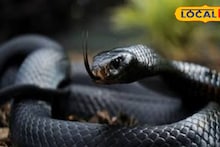 South 24 Parganas News: সাপের কামড়ে আর যাবে না প্রাণ, মৃত্যু মিছিল রুখতে বিশেষ রক্ষাকবচ আনছে প্রশাসন! সর্পমিত্ররা বিপদে হবেন গ্রামের ত্রাতা