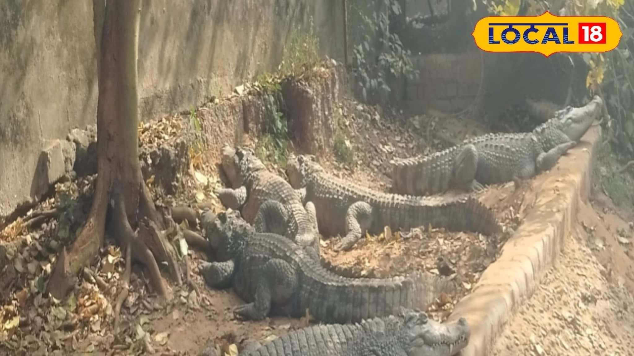 Sundarban Crocodile: এবার সুন্দরবন ভ্রমণ হবে আরও মজাদার, হু-হু করে বাড়ছে কুমিরের সংখ্যা! সেমিনারে ফাঁস হল বড় তথ্য