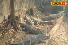 Sundarban Crocodile: এবার সুন্দরবন ভ্রমণ হবে আরও মজাদার, হু-হু করে বাড়ছে কুমিরের সংখ্যা! সেমিনারে ফাঁস হল বড় তথ্য