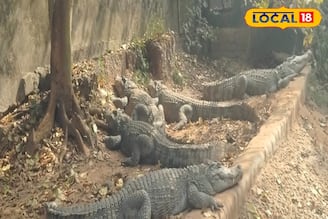 সুন্দরবন ভ্রমণ হবে আরও মজাদার, হু-হু করে বাড়ছে কুমিরের সংখ্যা! সেমিনারে ফাঁস বড় তথ্য