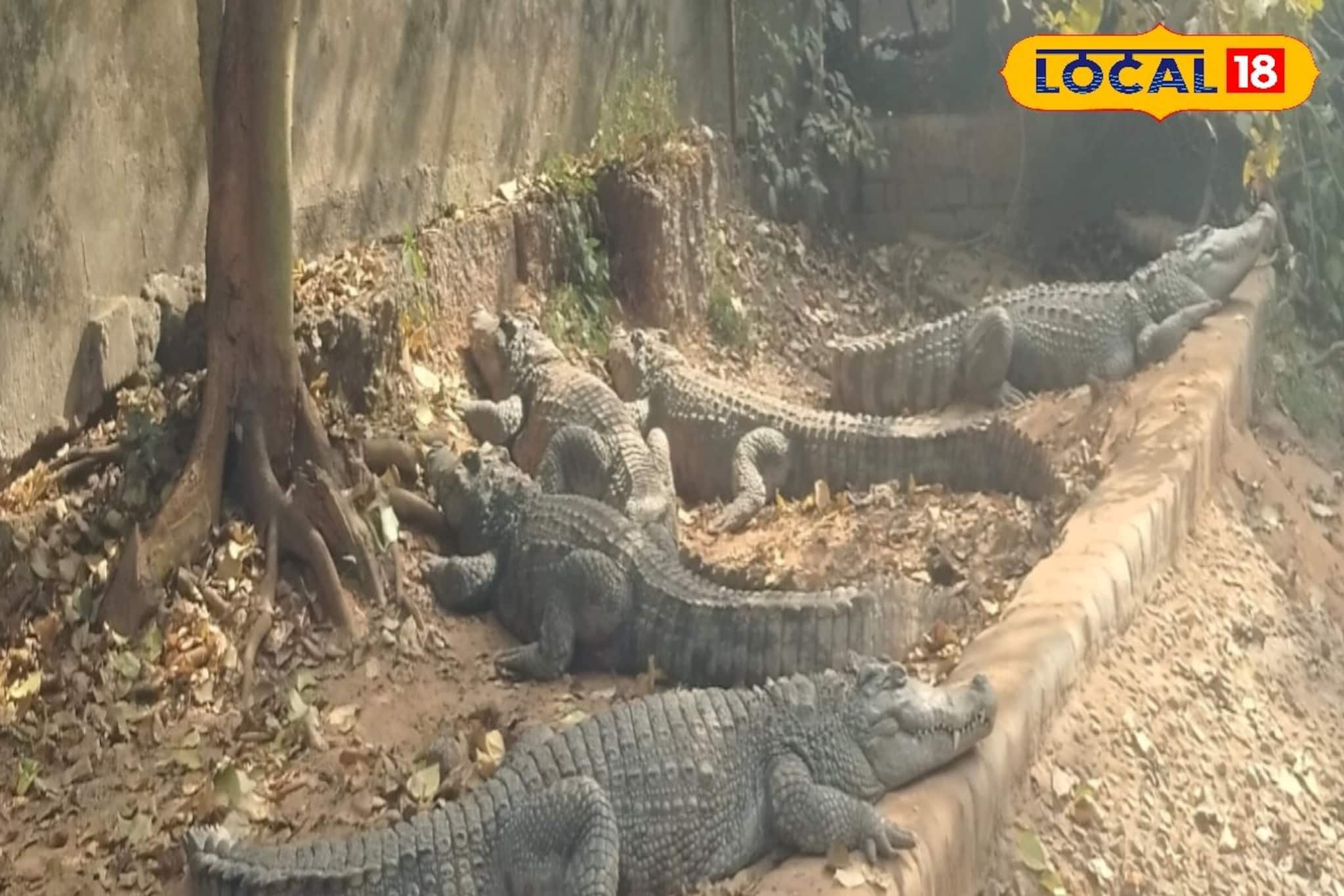 সুন্দরবন ভ্রমণ হবে আরও মজাদার, হু-হু করে বাড়ছে কুমিরের সংখ্যা! সেমিনারে ফাঁস বড় তথ্য