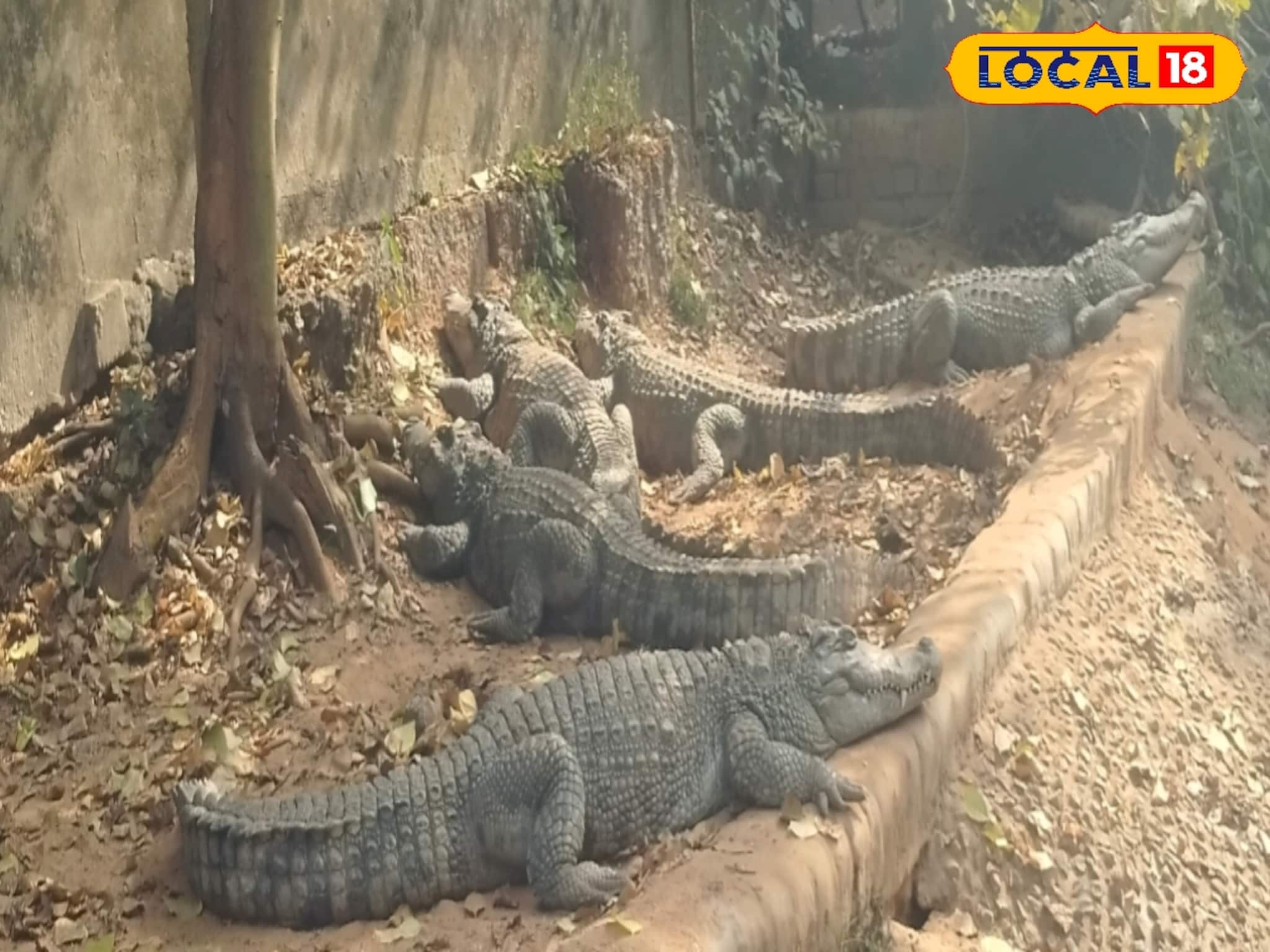 সুন্দরবন ভ্রমণ হবে আরও মজাদার, হু-হু করে বাড়ছে কুমিরের সংখ্যা! সেমিনারে ফাঁস বড় তথ্য সুন্দরবন ভ্রমণ হবে আরও মজাদার, হু-হু করে বাড়ছে কুমিরের সংখ্যা! সেমিনারে ফাঁস বড় তথ্য