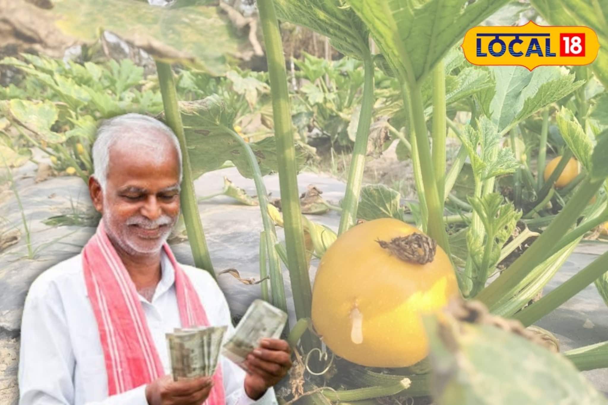 দেখতে কুমড়ো হলেও গুণে আলাদা! ঝঞ্ঝাট ছাড়াই ৪ ফুটের বেডে এই চাষেই মিলবে বিঘায় ৪০ হাজার টাকা