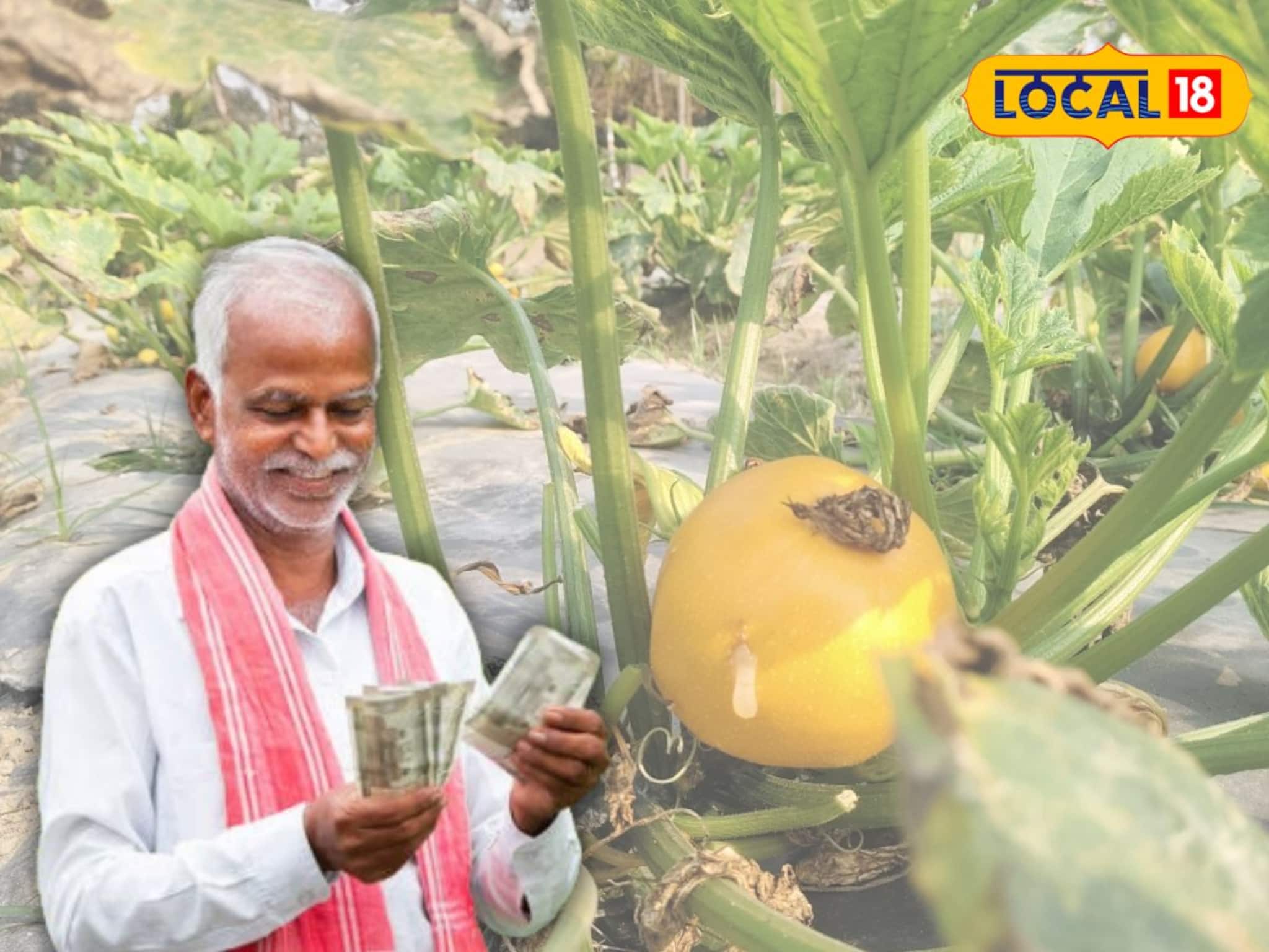 দেখতে কুমড়ো হলেও গুণে আলাদা! ঝঞ্ঝাট ছাড়াই ৪ ফুটের বেডে এই চাষেই মিলবে বিঘায় ৪০ হাজার টাকা