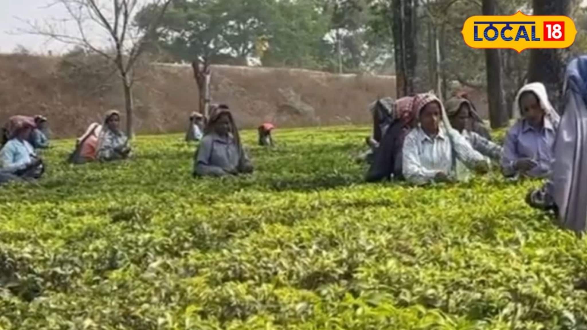 Jalpaiguri News: দুশ্চিন্তা ঘুচিয়ে ফের বাজল সাইরেন! প্রশাসনিক উদ্যোগে মালবাজারে খুলল বন্ধ চা বাগান, হাসি ফিরল শ্রমিক বস্তিতে