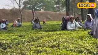 মালবাজারে একমাস বন্ধ থাকার পর অবশেষে খুলল চা বাগান মালবাজারে একমাস বন্ধ থাকার পর অবশেষে খুলল চা বাগান