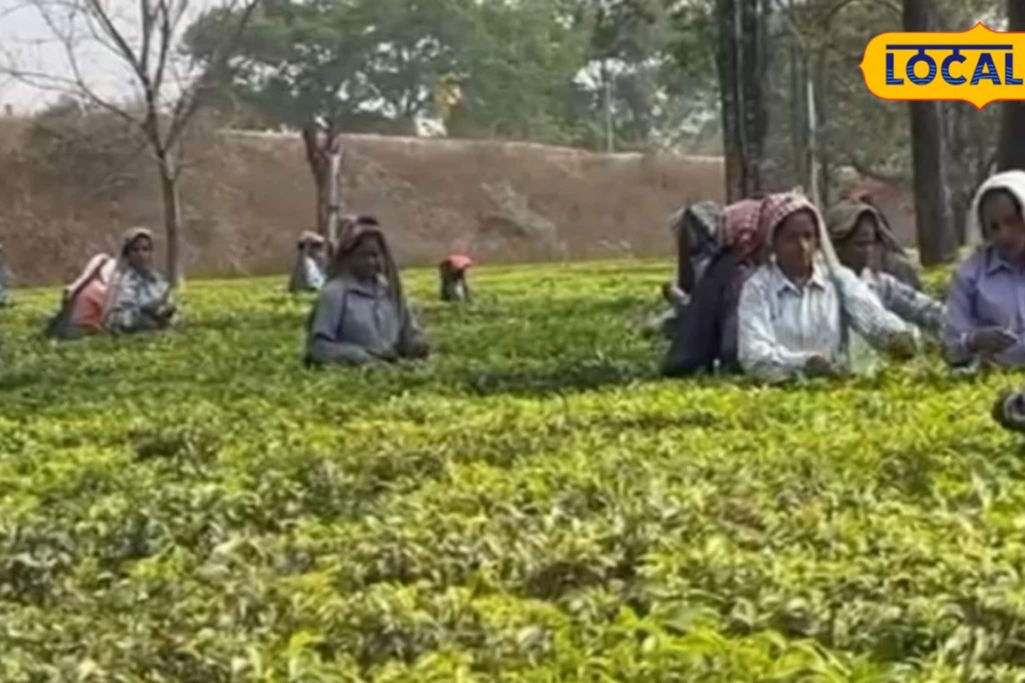 দুশ্চিন্তা ঘুচিয়ে ফের বাজল সাইরেন! প্রশাসনিক উদ্যোগে মালবাজারে খুলল বন্ধ চা বাগান দুশ্চিন্তা ঘুচিয়ে ফের বাজল সাইরেন! প্রশাসনিক উদ্যোগে মালবাজারে খুলল বন্ধ চা বাগান
