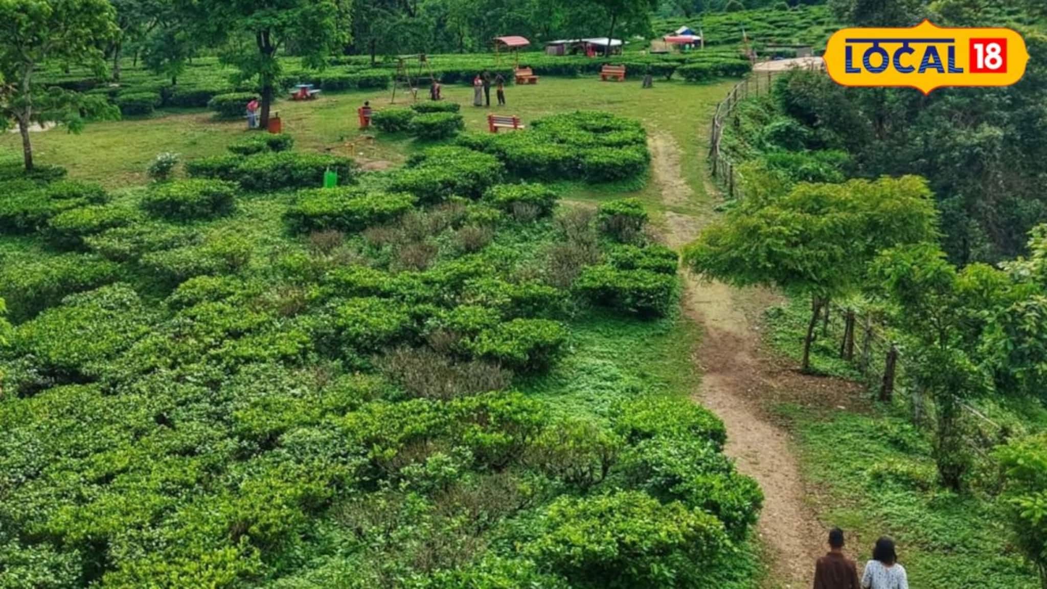 Homemade Tea Leaf Business: কারখানা নয়, এবার বাড়িতেই তৈরি হবে চা পাতা! কম পুঁজির সেরা ব্যবসায় ব্যাপক লাভ, লুফে নেন বিদেশিরা