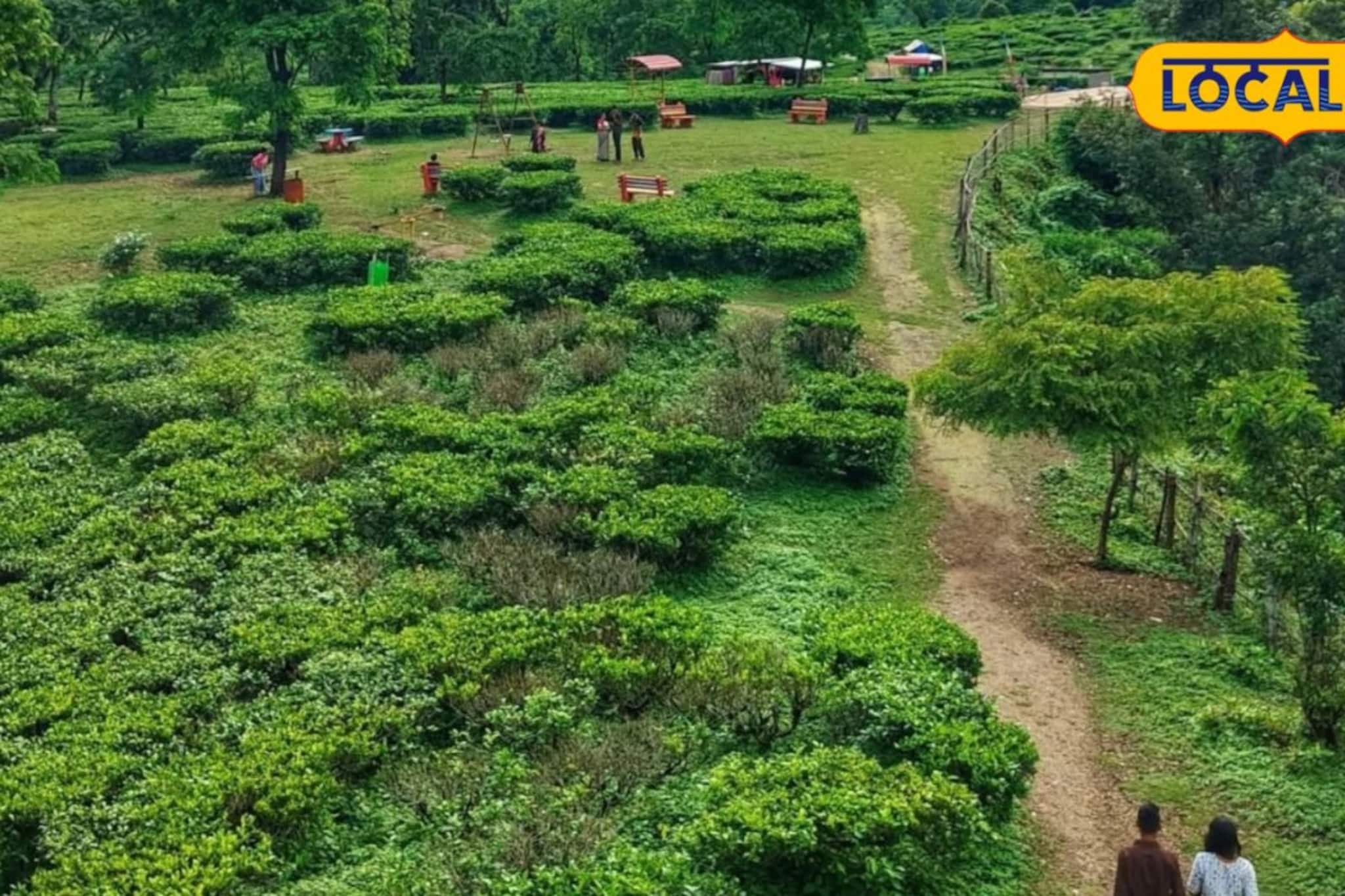 কারখানা নয়, এবার বাড়িতেই তৈরি হবে চা পাতা! কম পুঁজির সেরা ব্যবসায় ব্যাপক লাভ