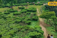 Homemade Tea Leaf Business: কারখানা নয়, এবার বাড়িতেই তৈরি হবে চা পাতা! কম পুঁজির সেরা ব্যবসায় ব্যাপক লাভ, লুফে নেন বিদেশিরা