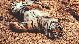 এত বাঘের মৃত্যু কেন?