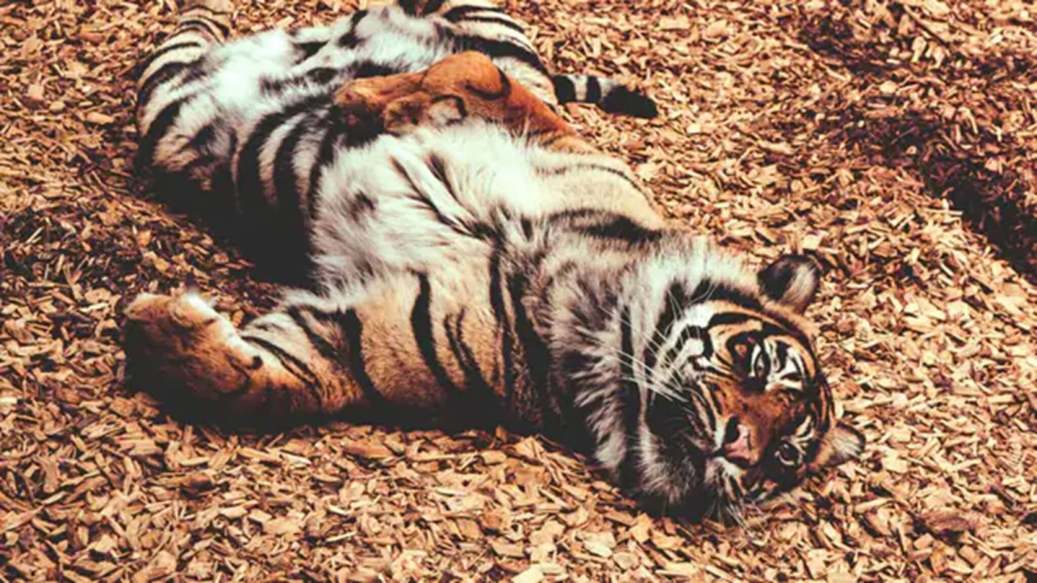 Tiger Death: সর্বনাশ! একসঙ্গে ৭২টি বাঘের মৃত্যু! এসে গেল সংক্রামক ভাইরাস, চিড়িয়াখানা যেন নরক!