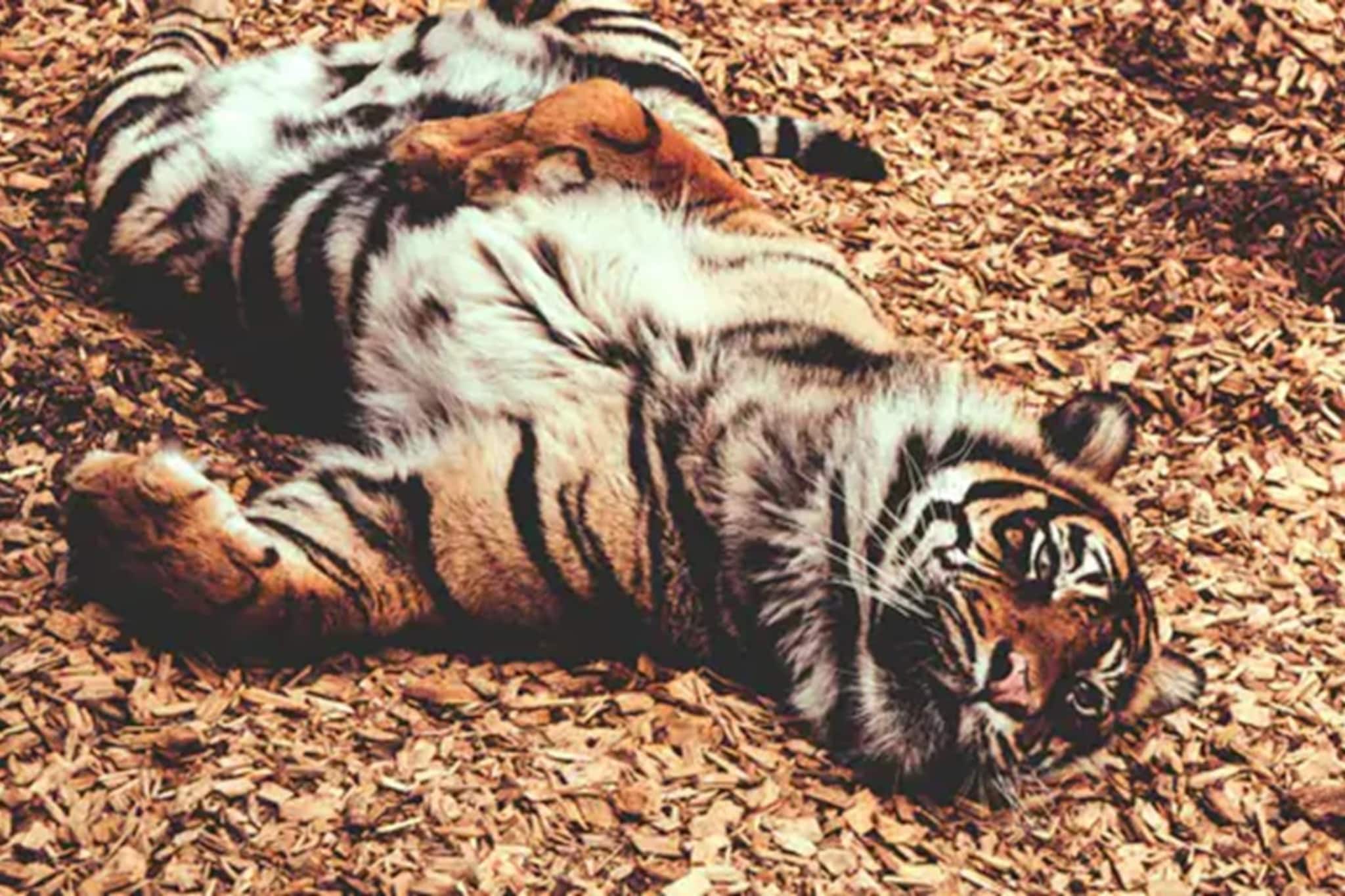 সর্বনাশ! একসঙ্গে ৭২টি বাঘের মৃত্যু! এসে গেল সংক্রামক ভাইরাস, চিড়িয়াখানা যেন নরক! সর্বনাশ! একসঙ্গে ৭২টি বাঘের মৃত্যু! এসে গেল সংক্রামক ভাইরাস, চিড়িয়াখানা যেন নরক!