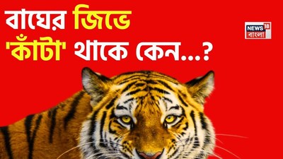 বাঘ, জিভ, বাঘের জিভ, কাঁটা, বাঘের জিভে কাঁটা থাকে, বাঘের জিভের কাঁটাকে কী বলে, বাঘের জিভে থাকা কাঁটাকে কী বলে, বাঘের জিভে কী থাকে, রয়্যাল বেঙ্গল টাইগার, রয়্যাল বেঙ্গল টাইগার তথ্য, বাঘ সংক্রান্ত মজার প্রশ্নোত্তর, বাঘ সংক্রান্ত সাধারণ জ্ঞান, জিকের প্রশ্ন, জিকে, জেনারেল নলেজ, বাঘের জিকে, বাঘের কী থাকে যা খেতে সাহায্য করে, বাঘের জিভের বিশেষত্ব কী, বাঘের জিভের আসল গুন্ কী, বাংলা ভাষায় খবর, বাংলা ভাষায় নিউজ