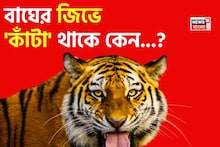 বাঘের জিভে 'কাঁটা' থাকে কেন বলুন তো...? গ্যারান্টি, শুনলেই চমকাবে 'উত্তর'!