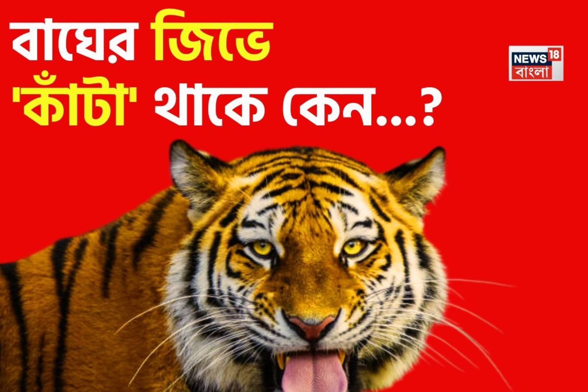বাঘের জিভে 'কাঁটা' থাকে কেন বলুন তো...? গ্যারান্টি, শুনলেই চমকাবে 'উত্তর'!