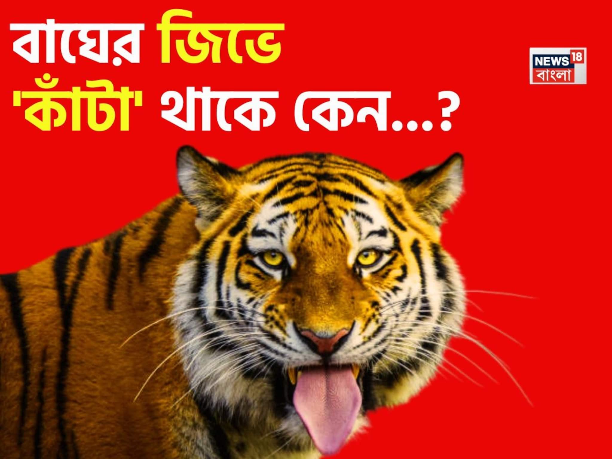 বাঘের জিভে 'কাঁটা' থাকে কেন বলুন তো...? গ্যারান্টি, শুনলেই চমকাবে 'উত্তর'!