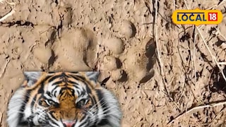 টাটকা বাঘের পায়ের ছাপ