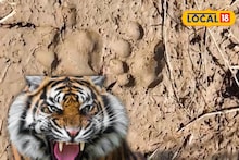 South 24 Parganas News: বাঘের তাজা পায়ের ছাপ! ঝড়খালিতে আতঙ্ক তুঙ্গে, বাড়ি থেকে বেরোনো দায় হয়ে পড়েছে গ্রামবাসীদের