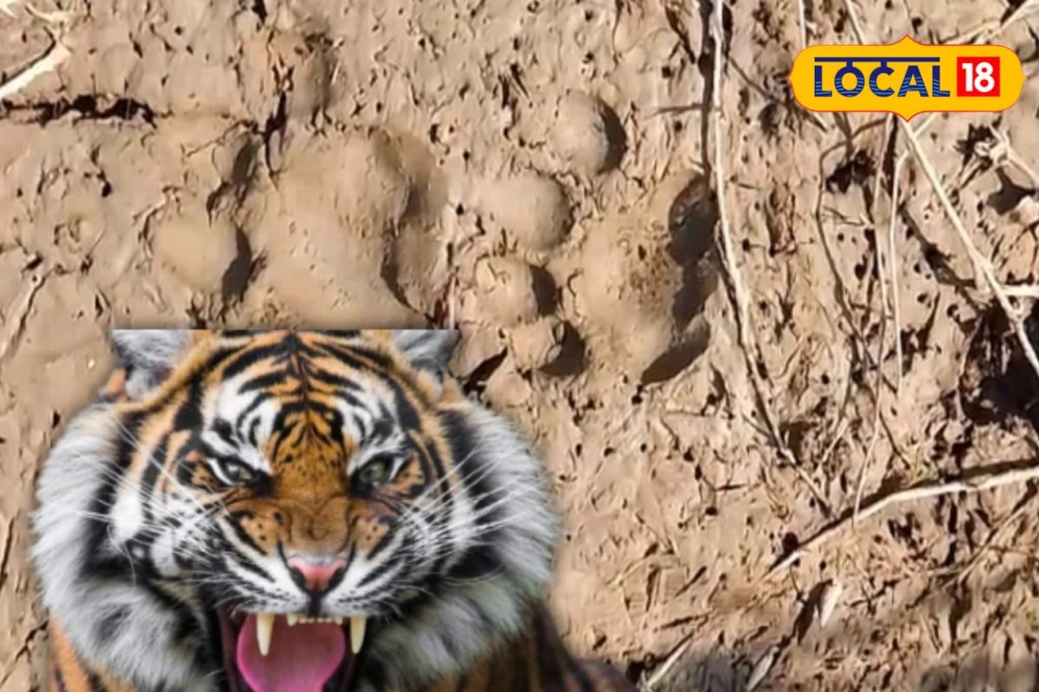 বাঘের তাজা পায়ের ছাপ! ঝড়খালিতে আতঙ্ক তুঙ্গে, বাড়ি থেকে বেরোনো দায় হয়ে পড়েছে গ্রামবাসীদের