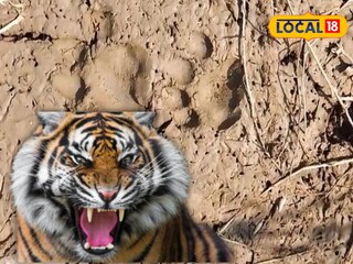 টাটকা বাঘের পায়ের ছাপ