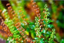 Tulsi Plant Care: কিছুতেই বাঁচছে না পবিত্র তুলসীগাছ? বারে বারে শুকিয়ে যাচ্ছে বহু যত্নেও! 'এই' এক টিপসেই সবুজ পাতায় ভরে উঠবে শুকনো গাছ