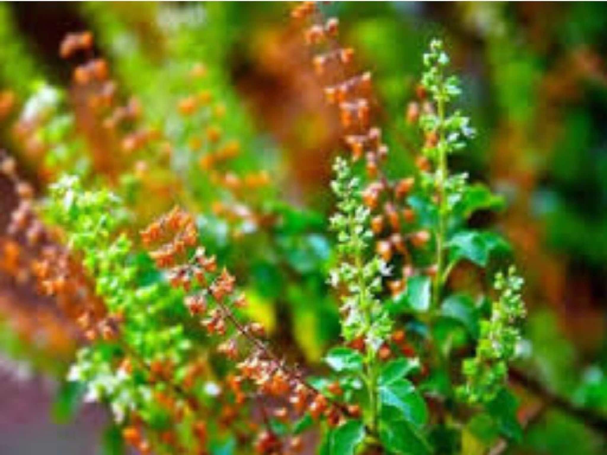 কিছুতেই বাঁচছে না তুলসীগাছ?বারে বারে শুকিয়ে যাচ্ছে বহু যত্নেও! 'এই' টিপসেই ভরবে সবুজ পাতায়