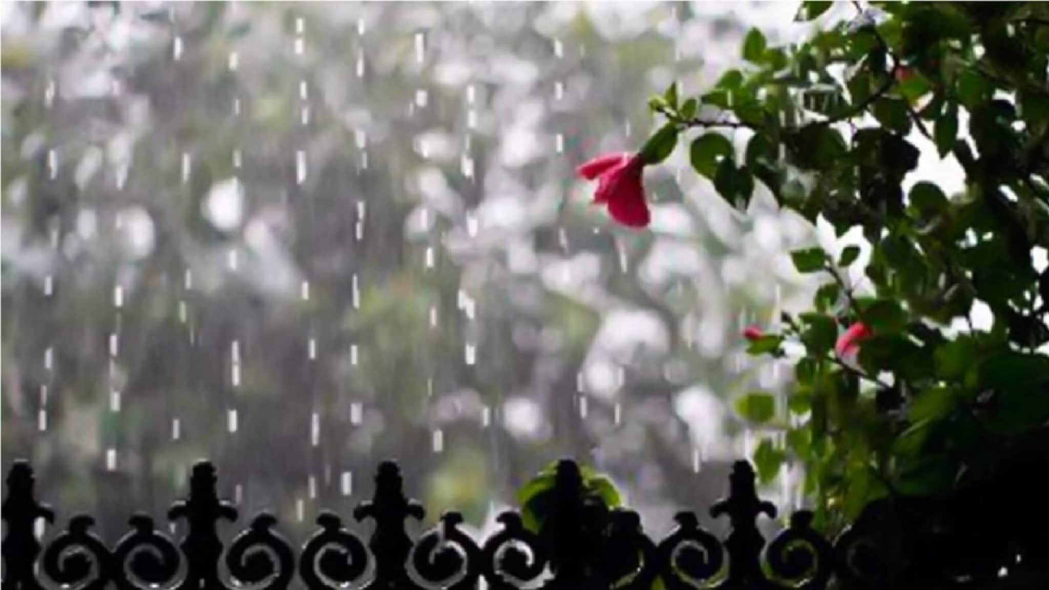 IMD Weather Update: শীত শেষের আগে আবহাওয়ার মেগা খেলা? কোন কোন জেলায় ধেয়ে আসছে ঝড়বৃষ্টি? ২৪ ঘণ্টার পূর্বাভাস জানুন