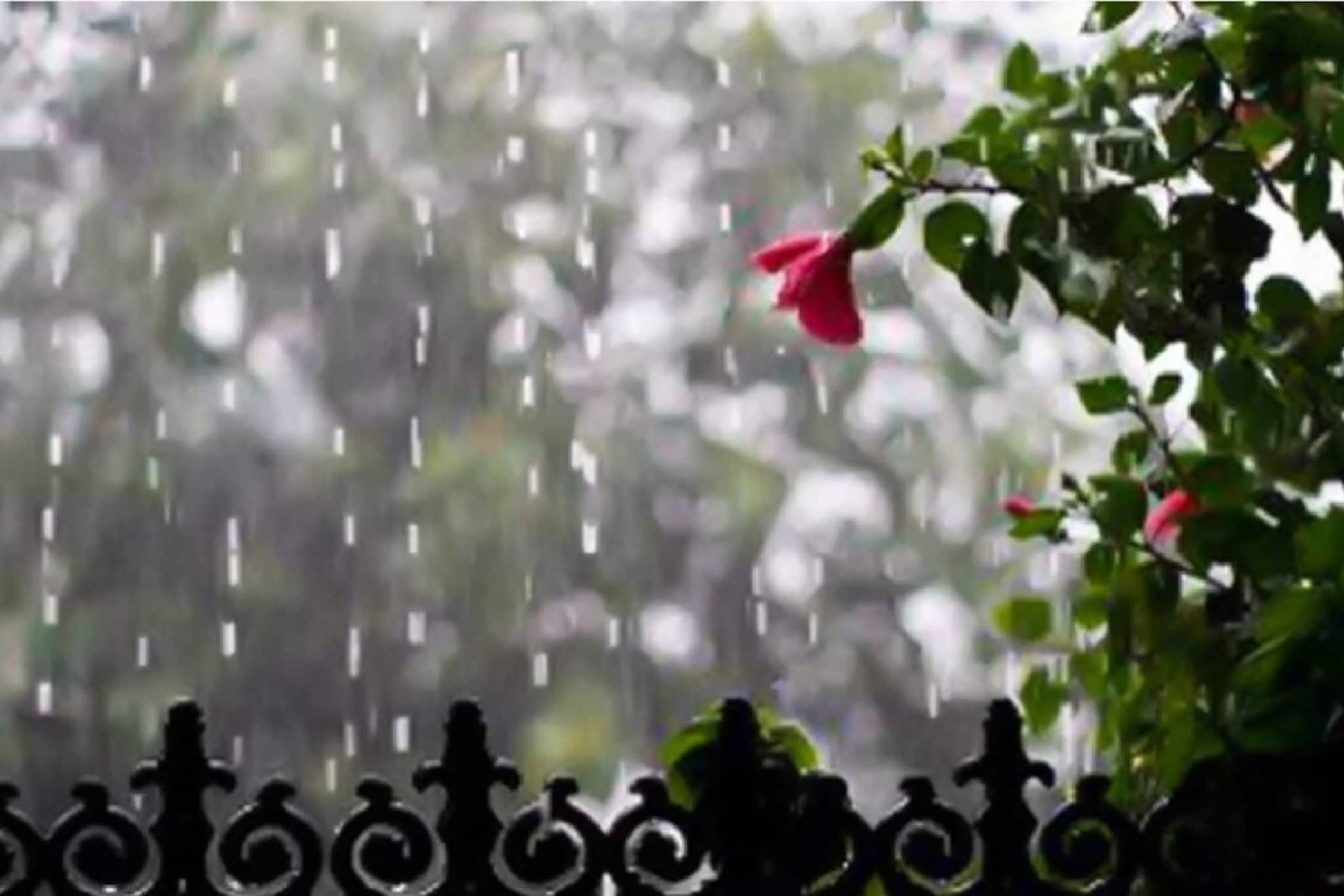 শীত শেষের আগে আবহাওয়ার মেগা খেলা? কোন কোন জেলায় ধেয়ে আসছে ঝড়বৃষ্টি? ২৪ ঘণ্টার পূর্বাভাস