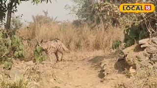 জামুড়িয়া এলাকায় লোকালয়ে হঠাৎ হায়নার হানা জামুড়িয়া এলাকায় লোকালয়ে হঠাৎ হায়নার হানা