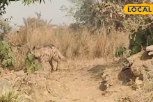 West Bardhaman News: লোকালয়ে ঢুকে পড়ল হিংস্র হায়না, জামুড়িয়ায় তোলপাড় কাণ্ড! প্রাতঃভ্রমণে বেরিয়ে হাড়হিম করা অভিজ্ঞতা, প্রাণ বাঁচাতে ছোটাছুটি