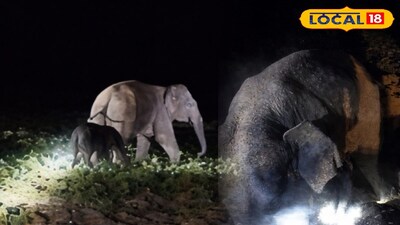 মা হাতির মমতা