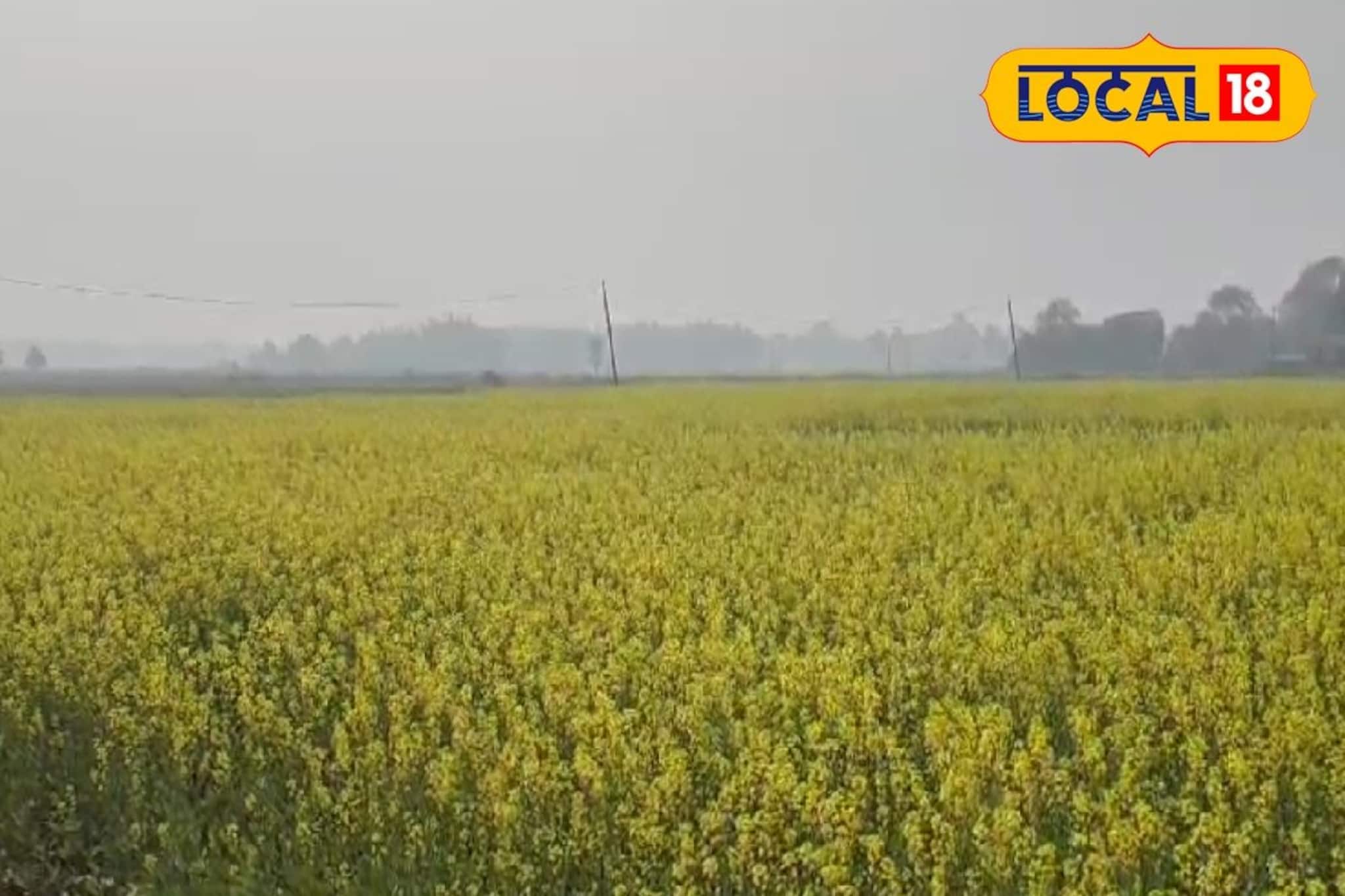 পারদ অপরিবর্তিত, ঠান্ডার সঙ্গে মনোরম আবহাওয়া হুগলিতে! কেমন থাকবে দিনভর জানিয়ে দিল দফতর