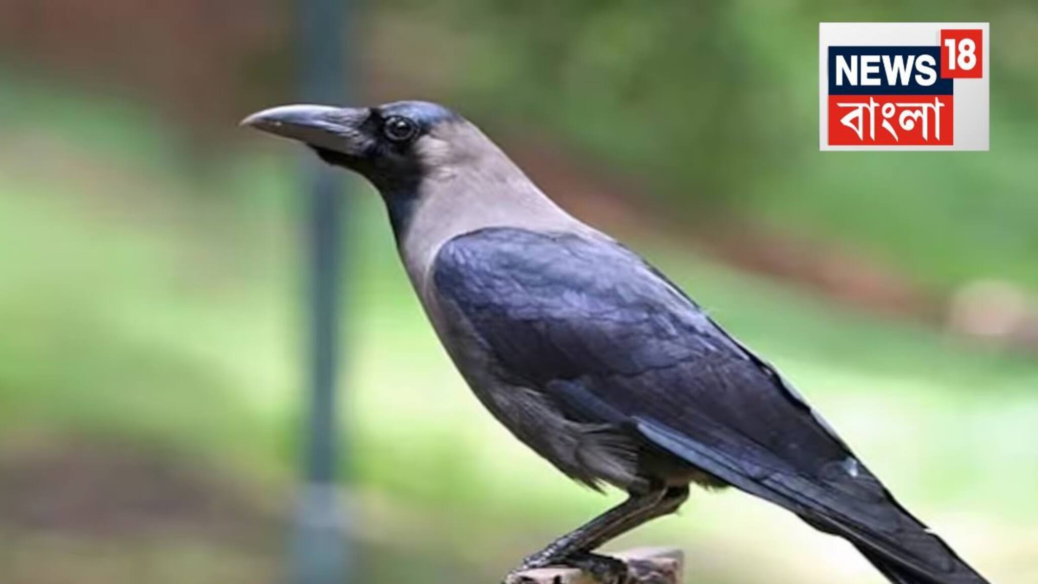 Virus Attack: শ’য়ে শ’য়ে মরে যাচ্ছে কাক! গোটা চেন্নাই জুড়ে ছড়িয়েছে আতঙ্ক, আবার কোন ভাইরাস? নির্দেশিকা জারি কেন্দ্রের