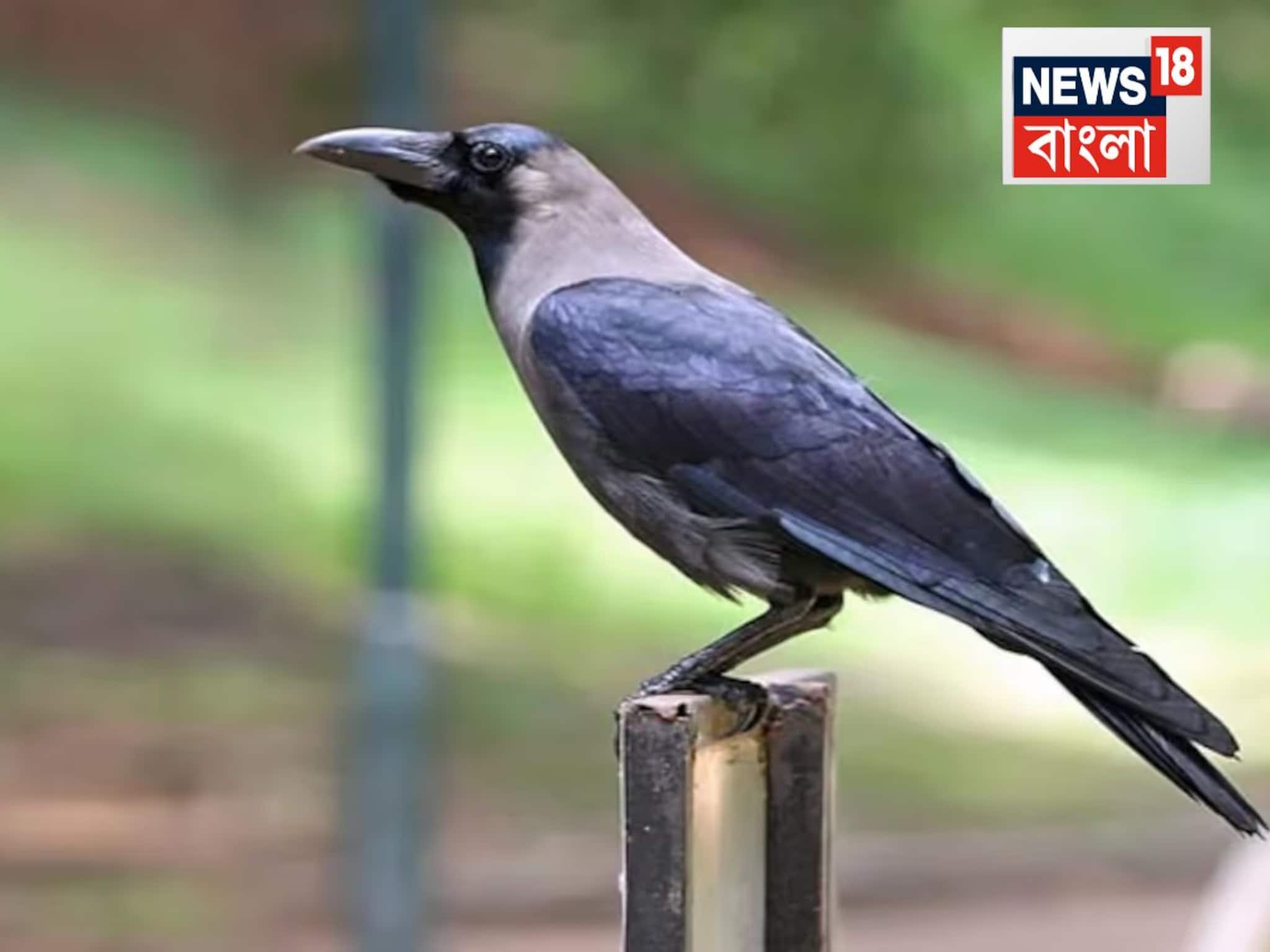 শ’য়ে শ’য়ে মরে যাচ্ছে কাক! গোটা চেন্নাই জুড়ে আতঙ্ক, আবার কোন ভাইরাস? জারি নির্দেশিকা শ’য়ে শ’য়ে মরে যাচ্ছে কাক! গোটা চেন্নাই জুড়ে আতঙ্ক, আবার কোন ভাইরাস? জারি নির্দেশিকা