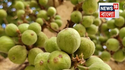 ডুমুরের উপকারিতা৷