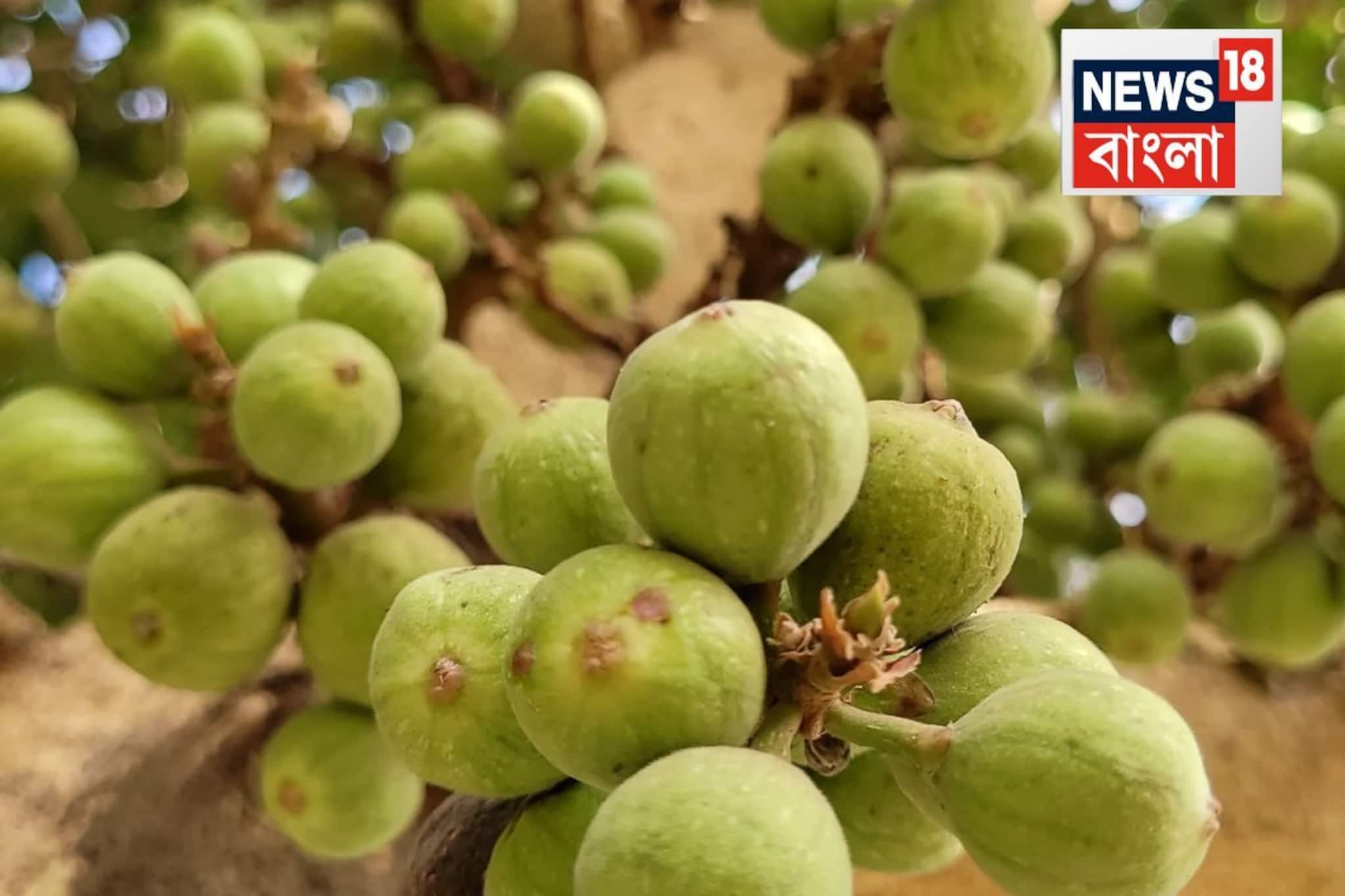 অসুস্থ হয়ে পড়বেন! জীবন নিয়ে টানাটানি হবে...কারা একদম খাবেন না ডুমুর