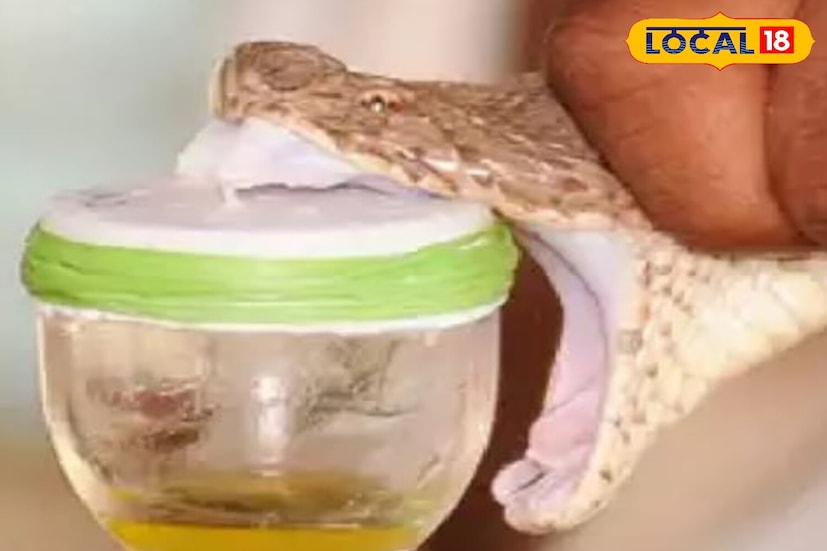 Wildlife Animals: যে সাপের ছোবলে ১ মিনিটে মানুষ মারা যায়, সেই তুমুল বিষাক্ত সাপ খেয়েও ময়ূর কীভাবে বহালতবিয়েতে বাঁচে? সত্যি ঘটনা জানালেন Wildlife বিশেষজ্ঞ