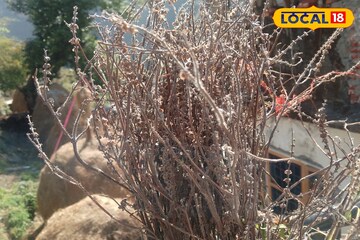 তুলসী গাছ শুকিয়ে গেছে? খবরদার উপড়ে ফেলবেন না, লাল কাপড়ে মুড়ে করুন 'এই' কাজ