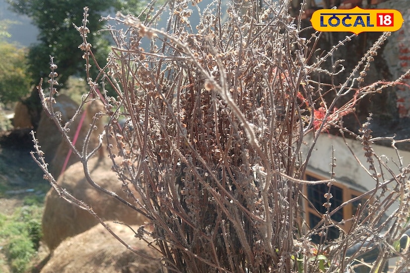 আমাদের বাড়িতে তুলসী গাছ শুধু একটি গাছই নয়, বরং এটি বিশ্বাস, ইতিবাচক শক্তি এবং পবিত্রতার প্রতীক। তাই, তুলসী গাছ শুকিয়ে গেলে একাধিক প্রশ্ন ওঠে।  এটি দিয়ে কী করা যায়? অনেকেই এটি ময়লার ঝুড়িতে ফেলে দেন, কিন্তু ধর্মীয় বিশ্বাস অনুসারে এমনটা করা অনুচিত। জেনে নিন শুকনো তুলসী দিয়ে কী করা যায়।