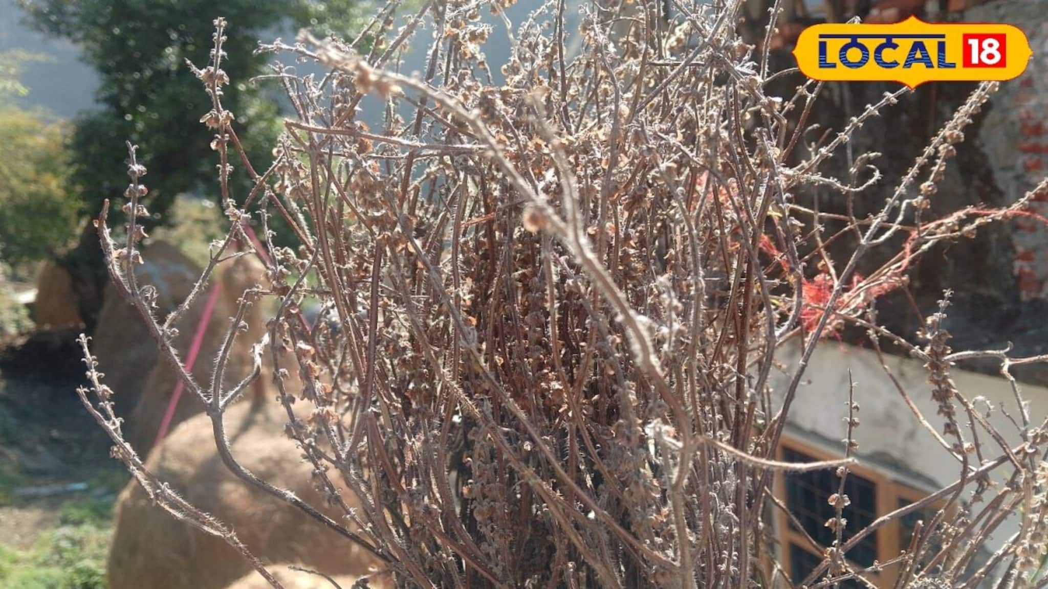 Tulsi Vastu Tips: তুলসী গাছ শুকিয়ে গেছে? খবরদার উপড়ে ফেলবেন না, লাল কাপড়ে মুড়ে করুন 'এই' কাজ, হাতেনাতে মিলবে ফল