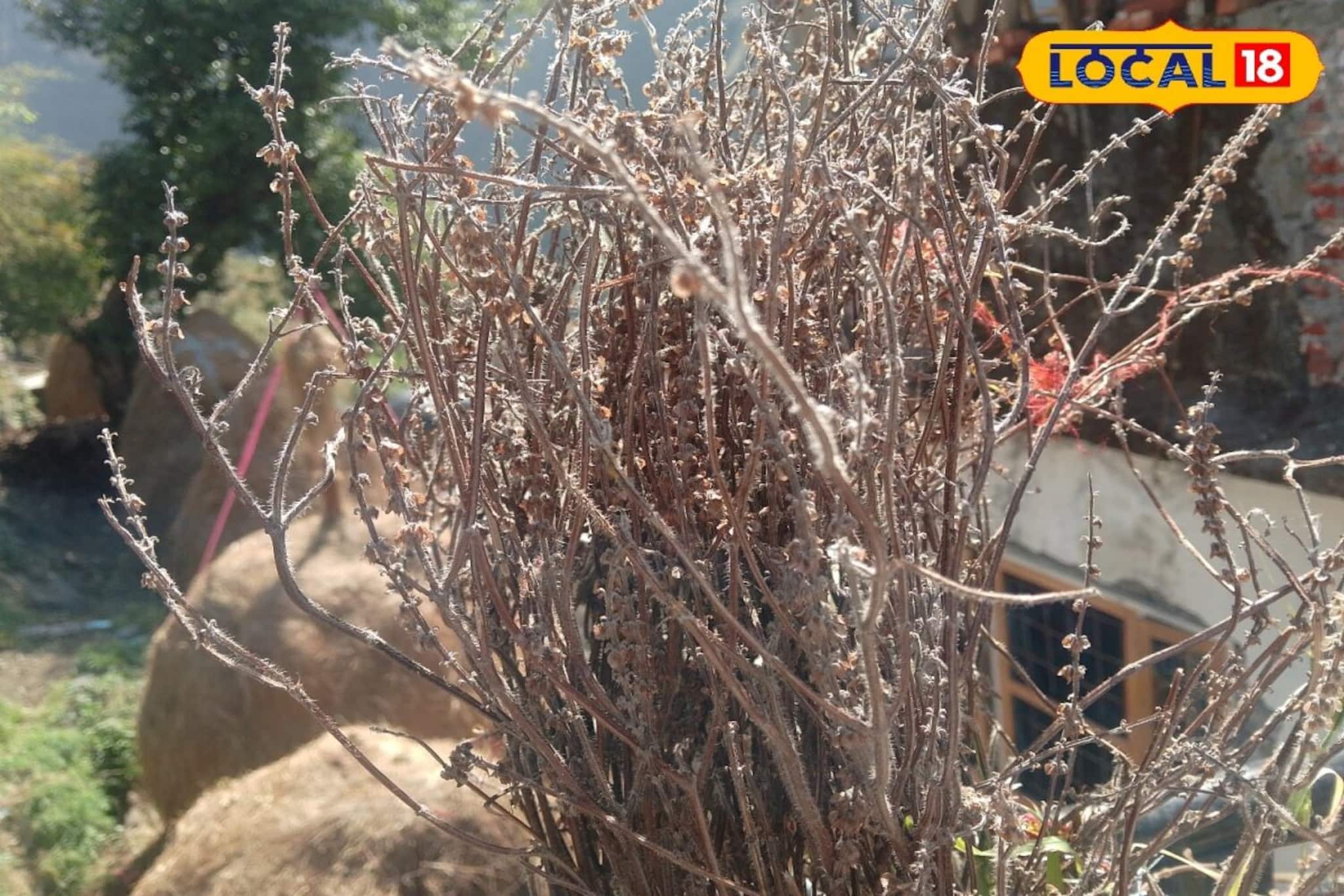 তুলসী গাছ শুকিয়ে গেছে? খবরদার উপড়ে ফেলবেন না, লাল কাপড়ে মুড়ে করুন 'এই' কাজ