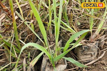 গরম পড়তেই মশার জ্বালায় অতিষ্ট, বাড়িতে থাকুক '৩' গাছের একটি, ঘরের ত্রিসীমানায় একটা মশাও আসবে না