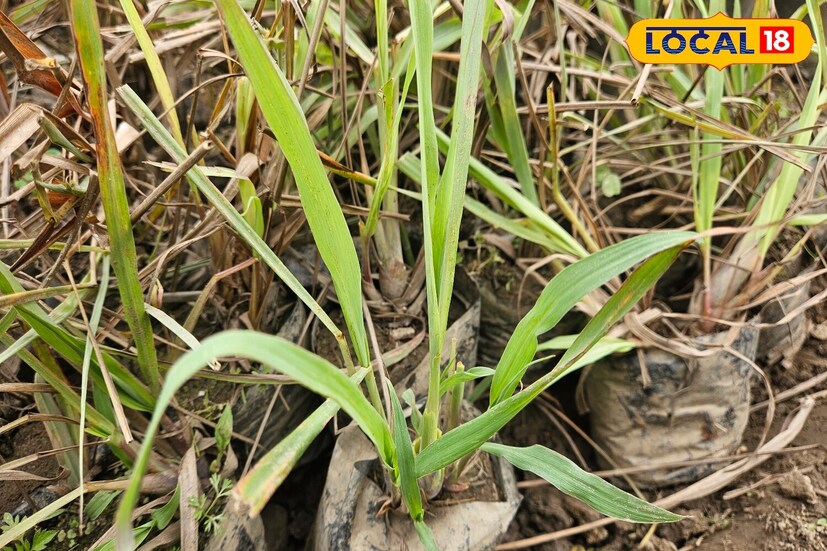 *গরম পড়তে না পড়তেই বাড়িতে মশার উপদ্রব বেড়েছে। বাজারে সহজলভ্য রাসায়নিক স্প্রে এবং কয়েল তাৎক্ষণিক স্বস্তি দিলেও, তার দীর্ঘমেয়াদী ব্যবহার স্বাস্থ্যের জন্য খুবই ক্ষতিকর। তাই, প্রাকৃতিক ও নিরাপদ বিকল্প বেছে নেওয়াই বুদ্ধিমানের কাজ। কিছু নির্দিষ্ট গাছ তাদের সুগন্ধ এবং প্রাকৃতিক গুণের কারণে মশা দূরে রাখতে সাহায্য করে। বারান্দা বা জানালার ধারে এই গাছগুলি লাগালে পরিবেশও সতেজ থাকে। প্রতীকী ছবি। 