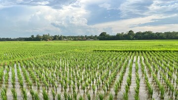 ভারতের ধানের ভাণ্ডার কোথায়? উত্তরটা আপনাকে চমকে দেবে!