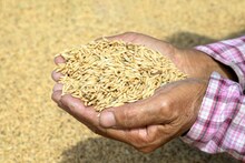 GK: ভারতের ধানের ভাণ্ডার কোথায়? উত্তরটা আপনাকে চমকে দেবে!